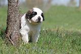 SAINT BERNARD 083